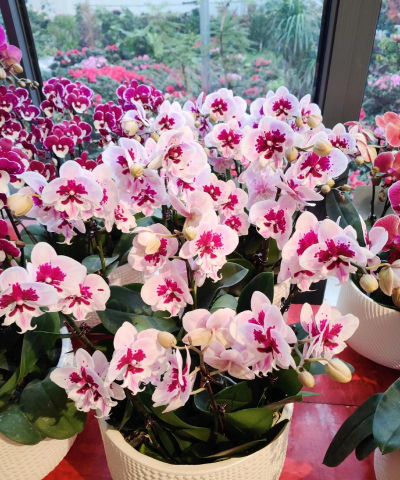 小众送妈妈的花有哪些花