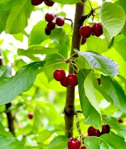 澳洲樱桃什么时候成熟