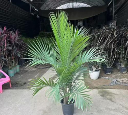 小众送妈妈的花有哪些花