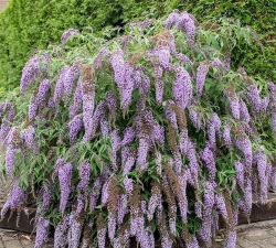 毕鱼花是什么植物