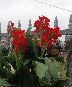 小众送妈妈的花有哪些花