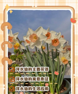 花仙子的寓意和象征