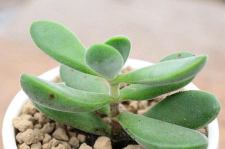 小众送妈妈的花有哪些花