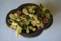 小众送妈妈的花有哪些花