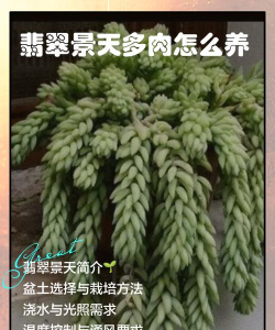 翡翠景天多肉怎么修剪