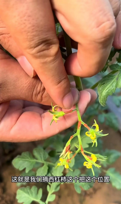 小众送妈妈的花有哪些花