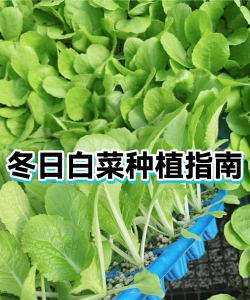 冬季大白菜什么时候播种