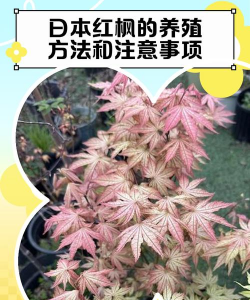 日本红枫的养殖方法和注意事项