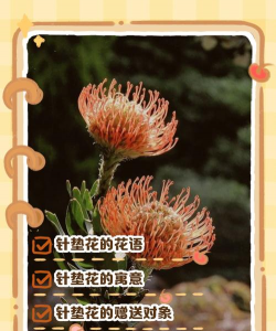 小众送妈妈的花有哪些花