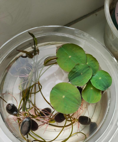 小众送妈妈的花有哪些花