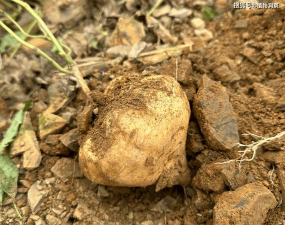 小众送妈妈的花有哪些花