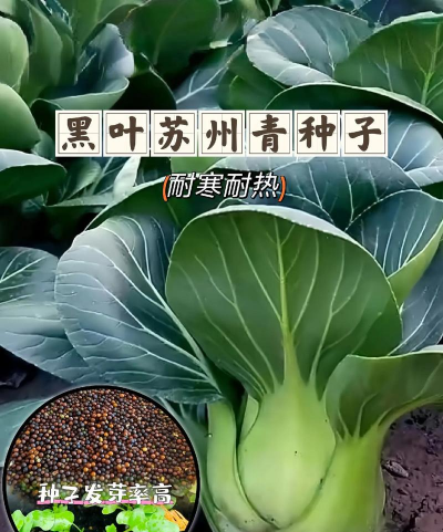 苏州青什么时候种