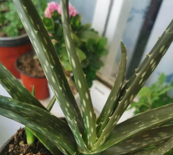 小众送妈妈的花有哪些花