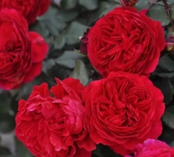 小众送妈妈的花有哪些花