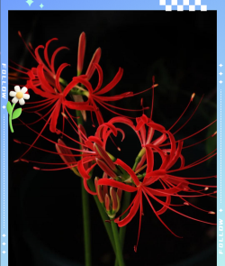 小众送妈妈的花有哪些花