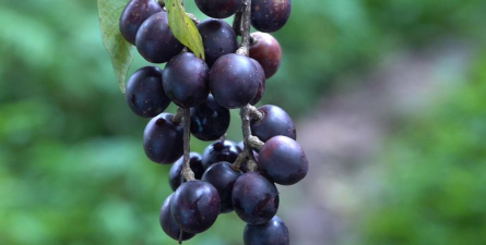 小众送妈妈的花有哪些花