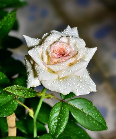 小众送妈妈的花有哪些花