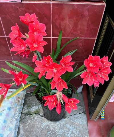 小众送妈妈的花有哪些花