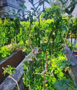 小众送妈妈的花有哪些花