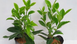 小众送妈妈的花有哪些花