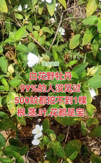 小众送妈妈的花有哪些花