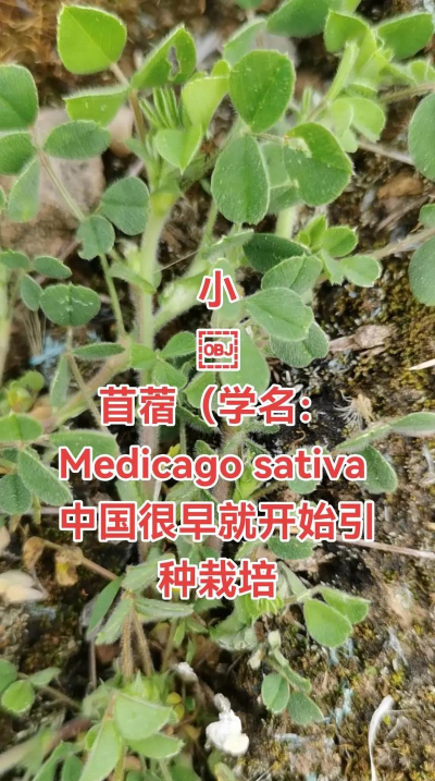 苜蓿草怎么种