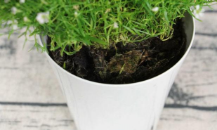 满天星种子一盆放几个