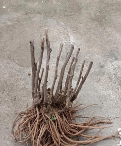 小众送妈妈的花有哪些花