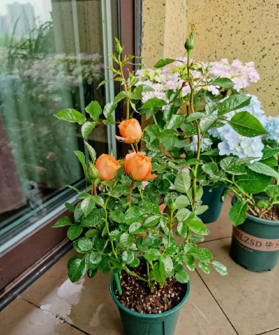 小众送妈妈的花有哪些花