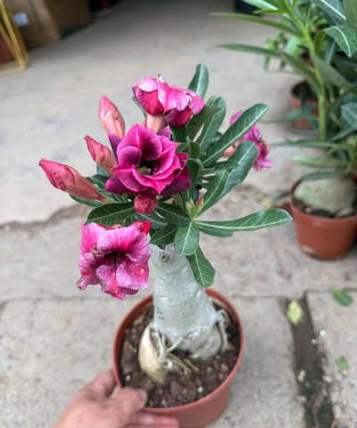 最贵的重瓣沙漠玫瑰