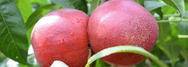 小众送妈妈的花有哪些花