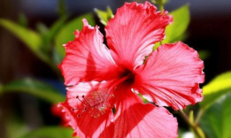 扶桑花用啤酒浇