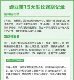 豌豆苗几天发芽