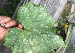 小众送妈妈的花有哪些花