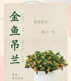 小众送妈妈的花有哪些花