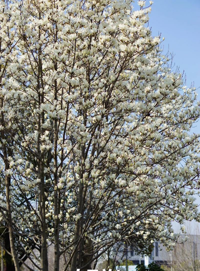 小众送妈妈的花有哪些花
