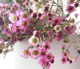 小众送妈妈的花有哪些花