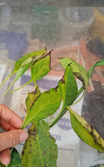 小众送妈妈的花有哪些花