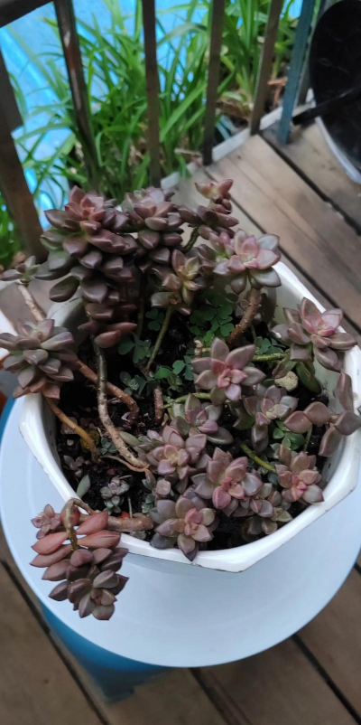 小众送妈妈的花有哪些花