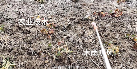 小众送妈妈的花有哪些花