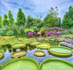 小众送妈妈的花有哪些花