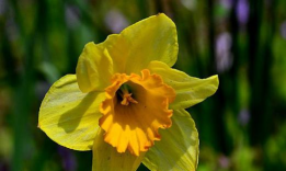 小众送妈妈的花有哪些花