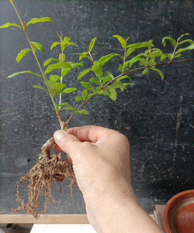 小众送妈妈的花有哪些花