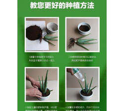 小众送妈妈的花有哪些花