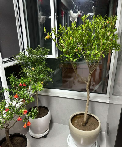 小众送妈妈的花有哪些花