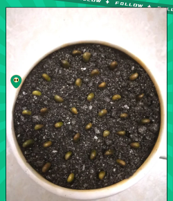 小众送妈妈的花有哪些花