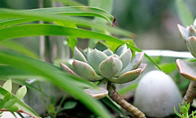 小众送妈妈的花有哪些花