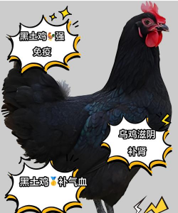 黑鸡的品种有哪些