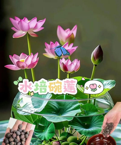 小众送妈妈的花有哪些花