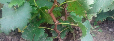 小众送妈妈的花有哪些花